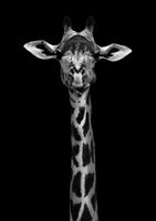 aluminium-print-giraffe-portrait