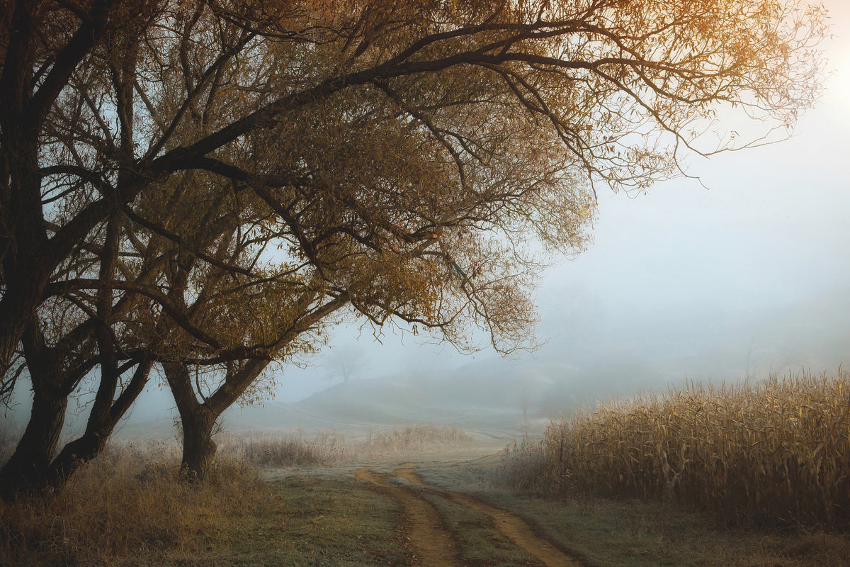 framedcanvas-print-october-morning-x