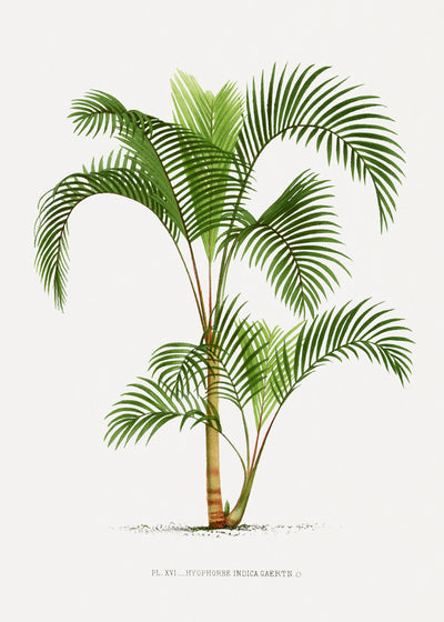poster-print-xvi-hyophorbe-i