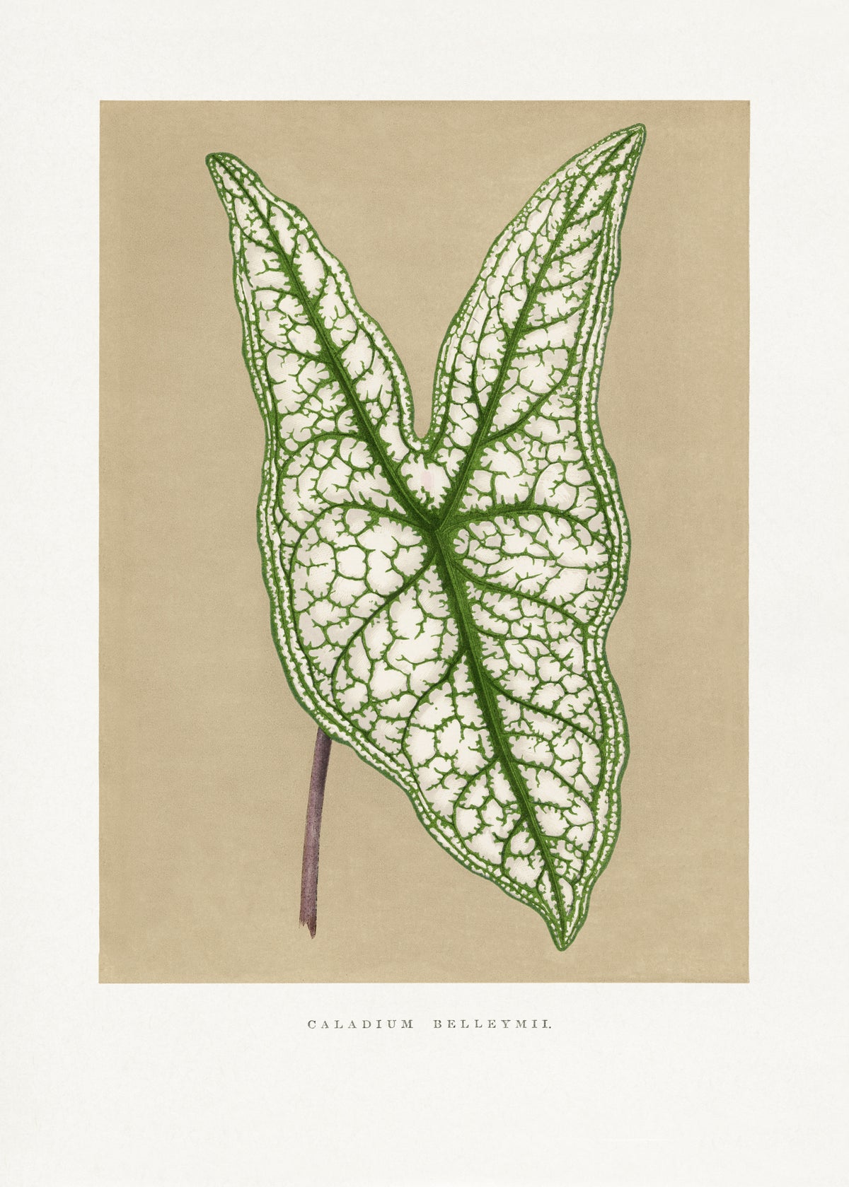 poster-print-green-caladium-belleymii