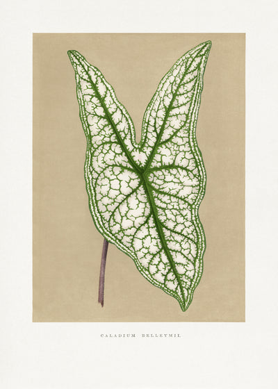 poster-print-green-caladium-belleymii