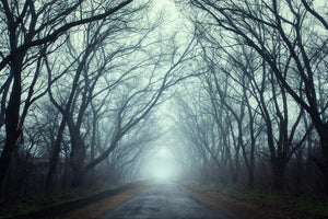 aluminium-print-cloud-forest