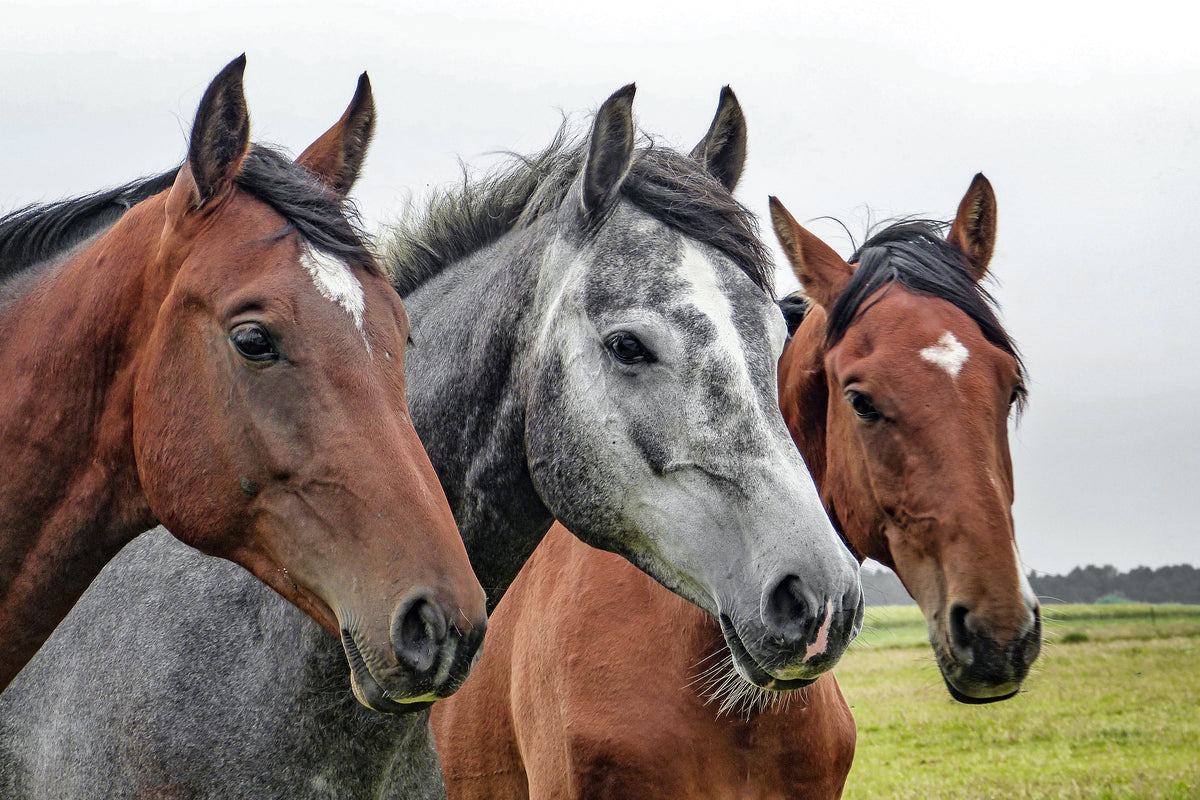 aluminium-print-the-horse-trio