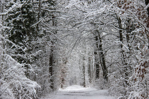 canvas-print-enchanted-winter-forest