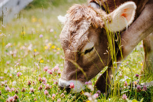 poster-print-cow-eats-grass