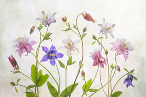 3-piece-aluminium-print-columbine