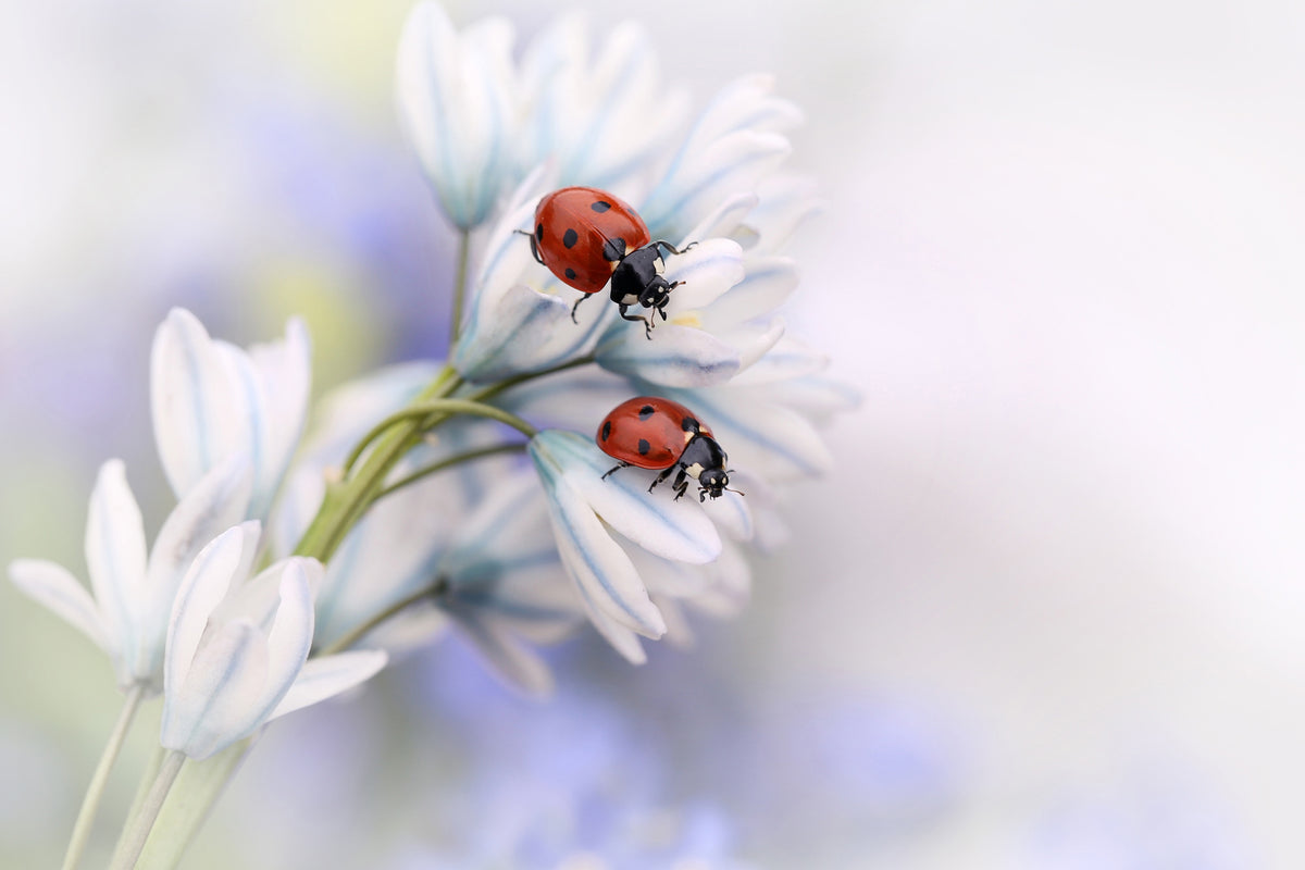 3-piece-acrylic-print-ladybirds