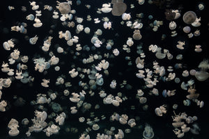 framedposter-print-just-some-jellies