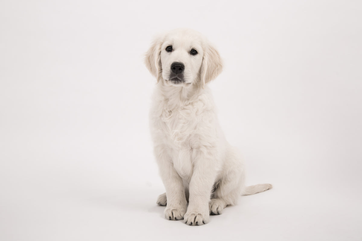 framedposter-print-sweet-golden-retriever-puppy