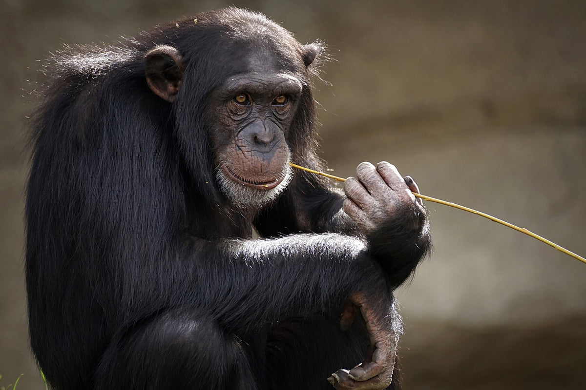 aluminium-print-sweet-chimpanzee