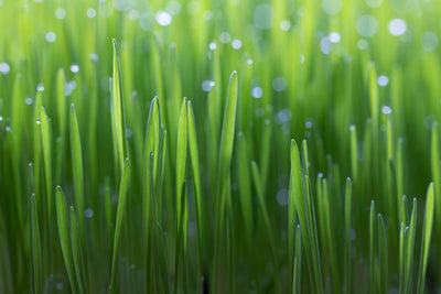 poster-print-wheat-x