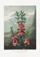 aluminium-print-the-narrow-leaved-kalmia-from-the-temple-of-flora-1807