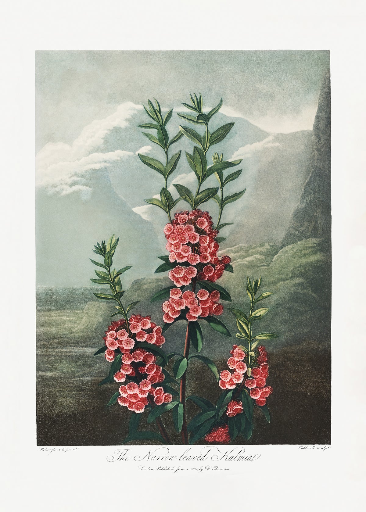 aluminium-print-the-narrow-leaved-kalmia-from-the-temple-of-flora-1807