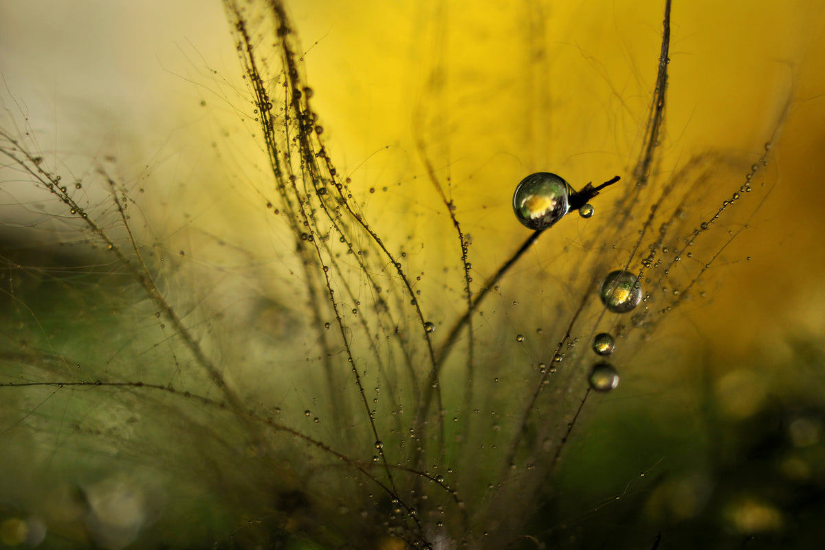 aluminium-print-a-golden-morning-shower-x