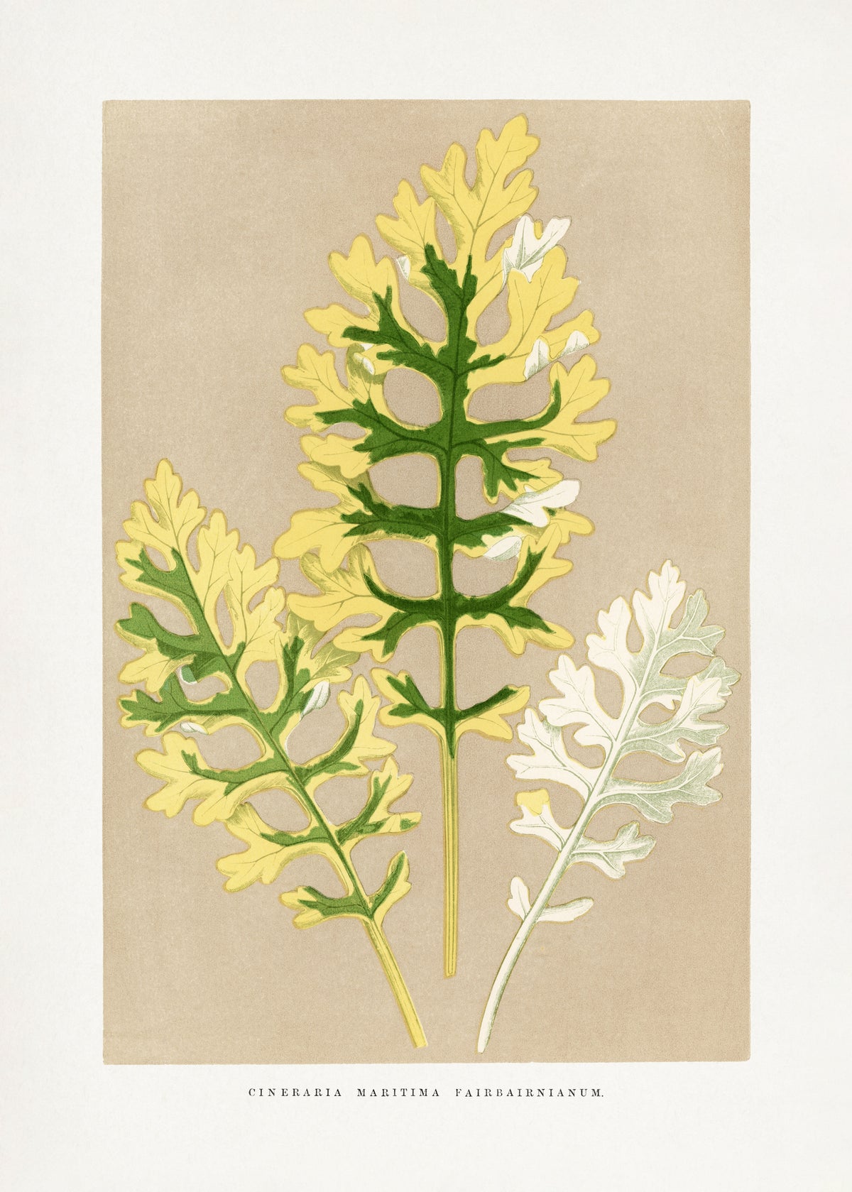 framedposter-print-cineraria-maritima-fairbairnianum-blatt
