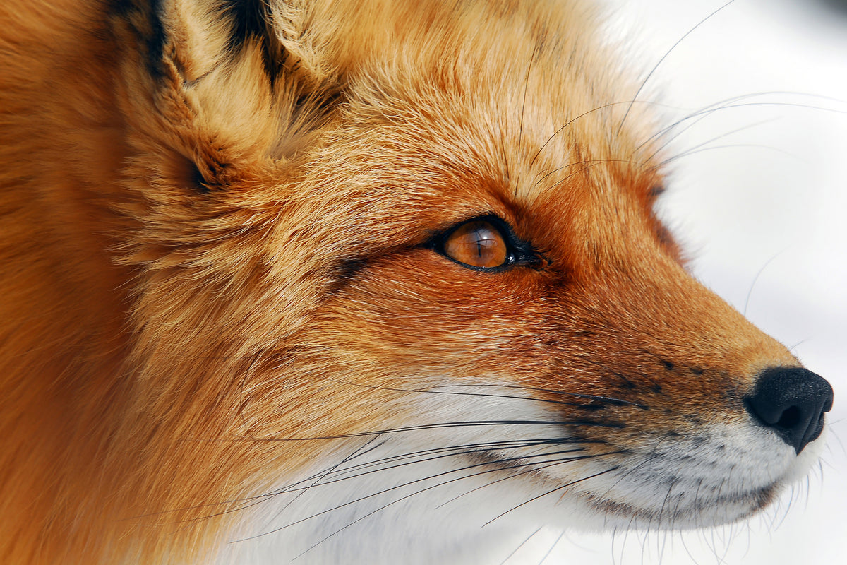framedposter-print-red-fox-x