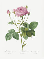 aluminium-print-rosa-gallica-granules-les-roses-1817-1824