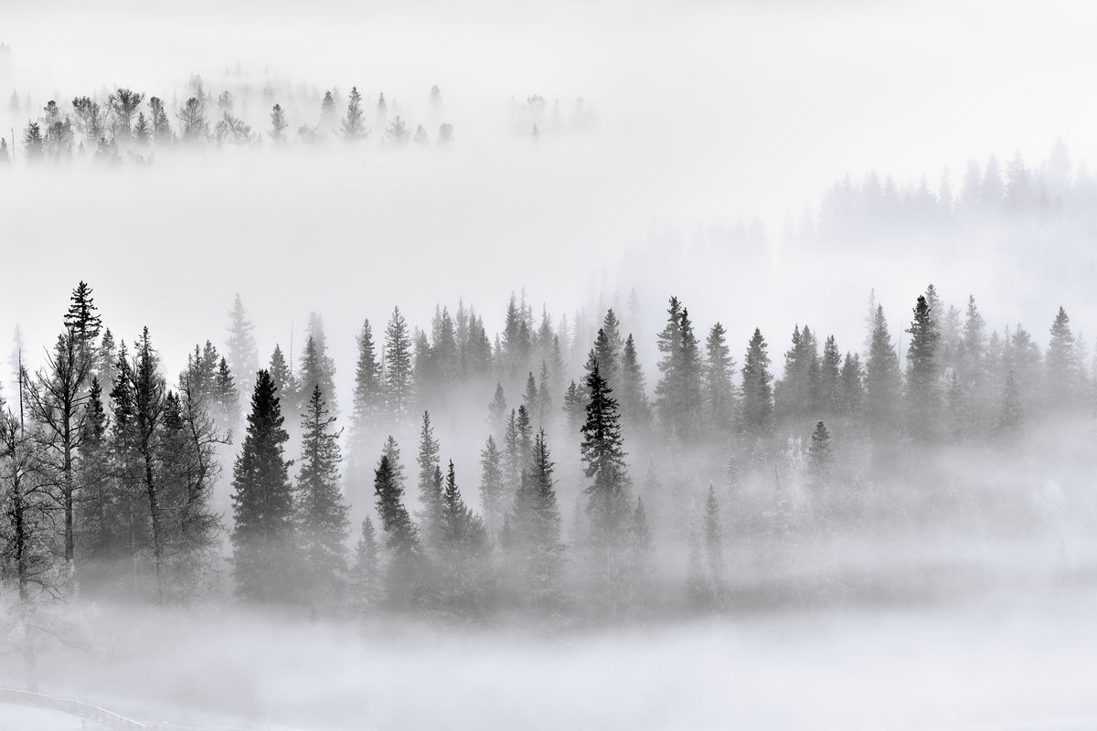 modern-3-piece-canvas-print-foggy-forest
