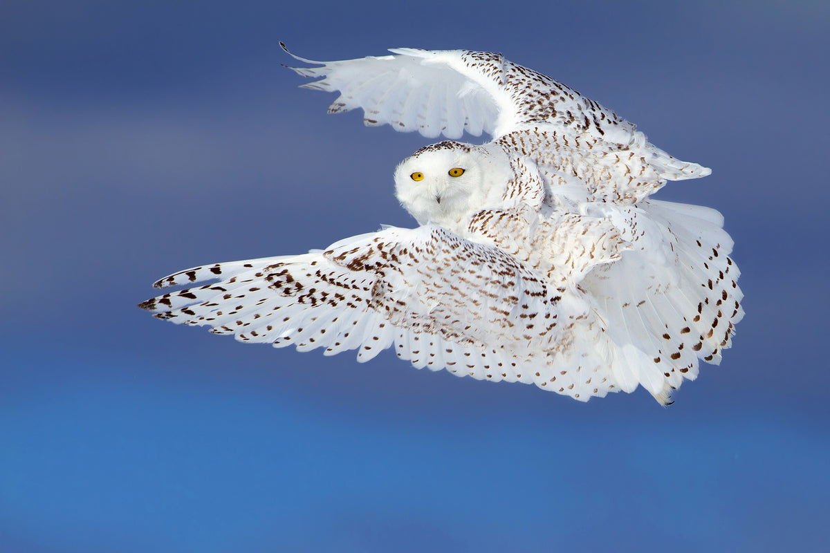 canvas-print-flight-of-the-snowy-snowy-owl