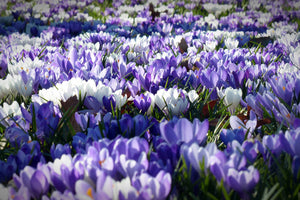 framedcanvas-print-a-field-full-of-crocuses