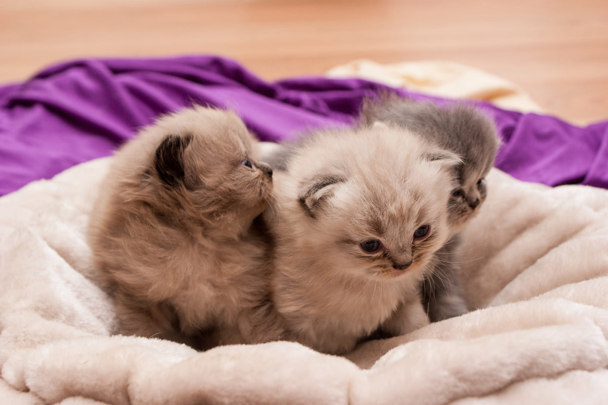 framedposter-print-kitten-trio-to-fall-in-love