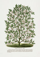 acrylic-print-hardy-magnolia-tree-lithograph