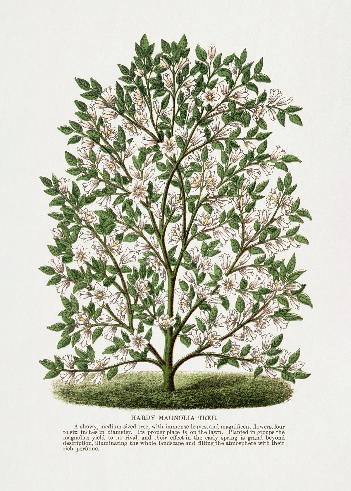 acrylic-print-hardy-magnolia-tree-lithograph