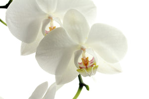 framedcanvas-print-orchids-bloom