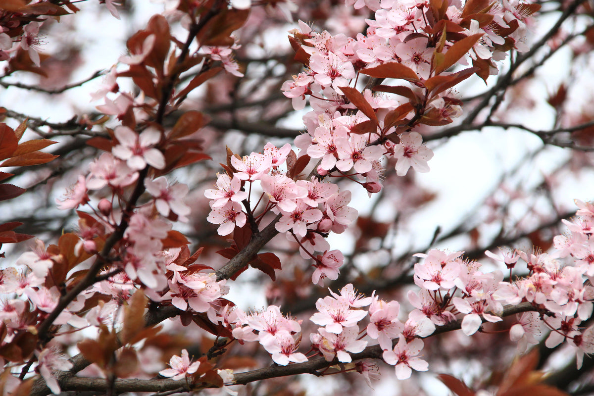 aluminium-print-spring-is-here