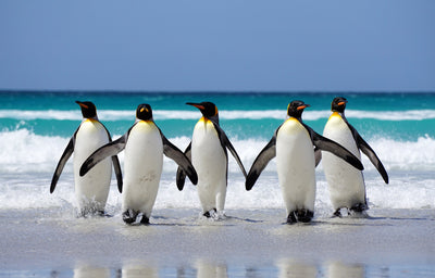 poster-print-king-penguins-on-beach