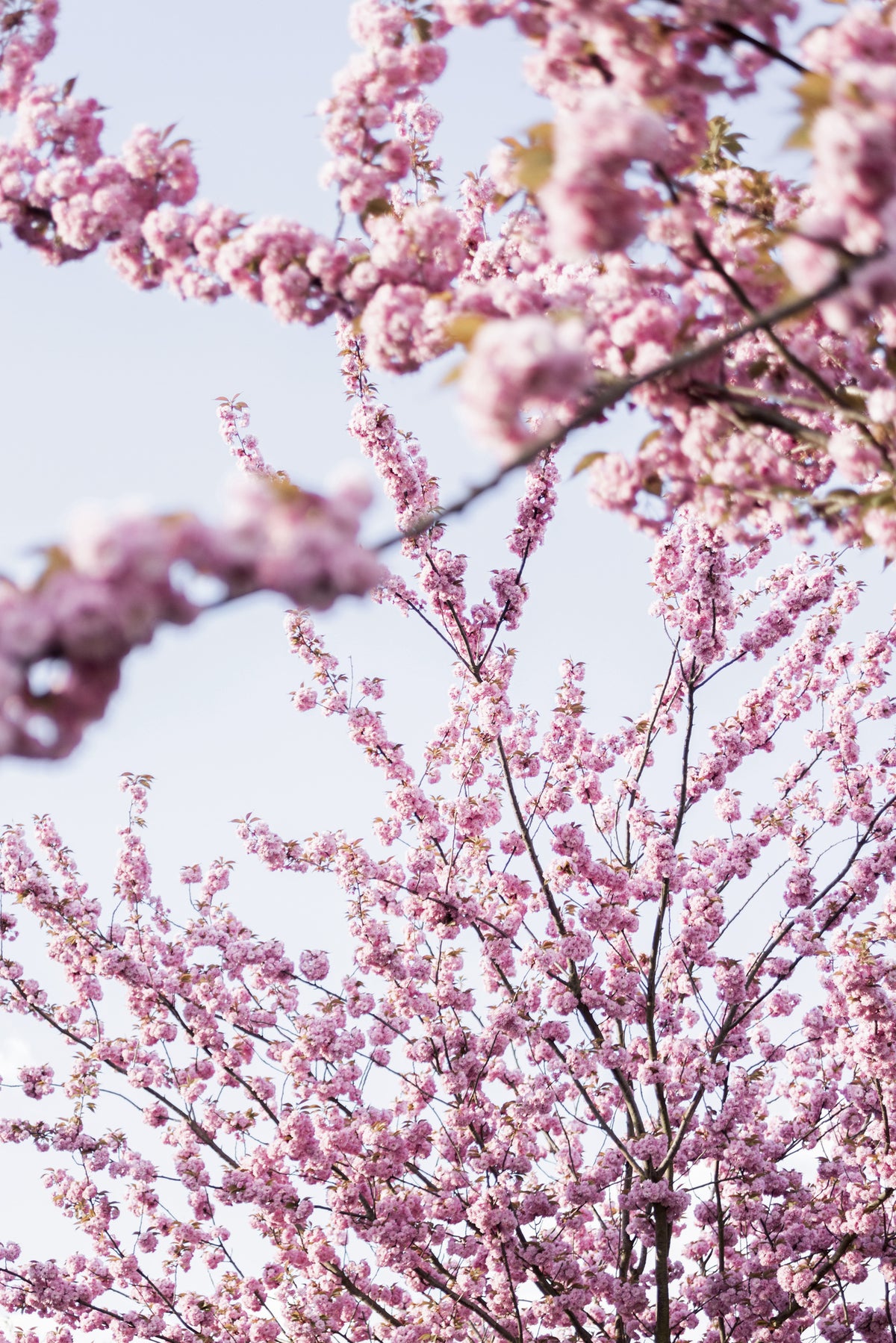 framedcanvas-print-colorful-spring-11