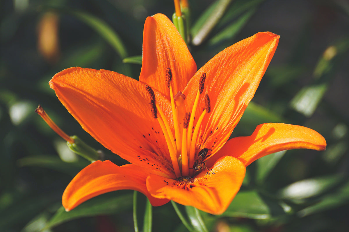 aluminium-print-lilies-blossom-in-orange-xl