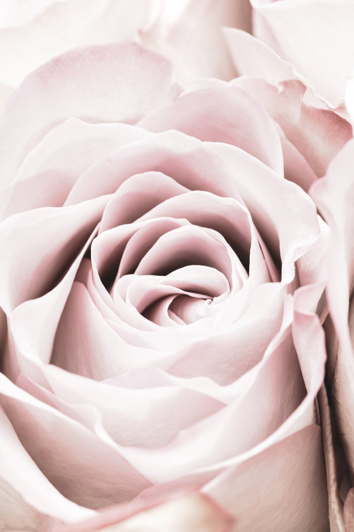 canvas-print-pink-rose-no-06