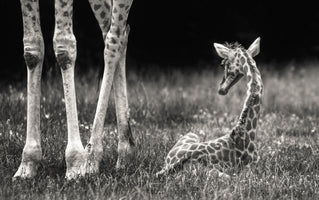 canvas-print-well-protected