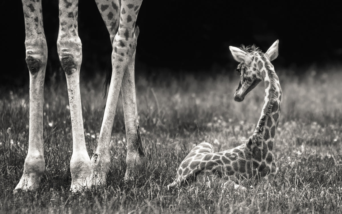 canvas-print-well-protected
