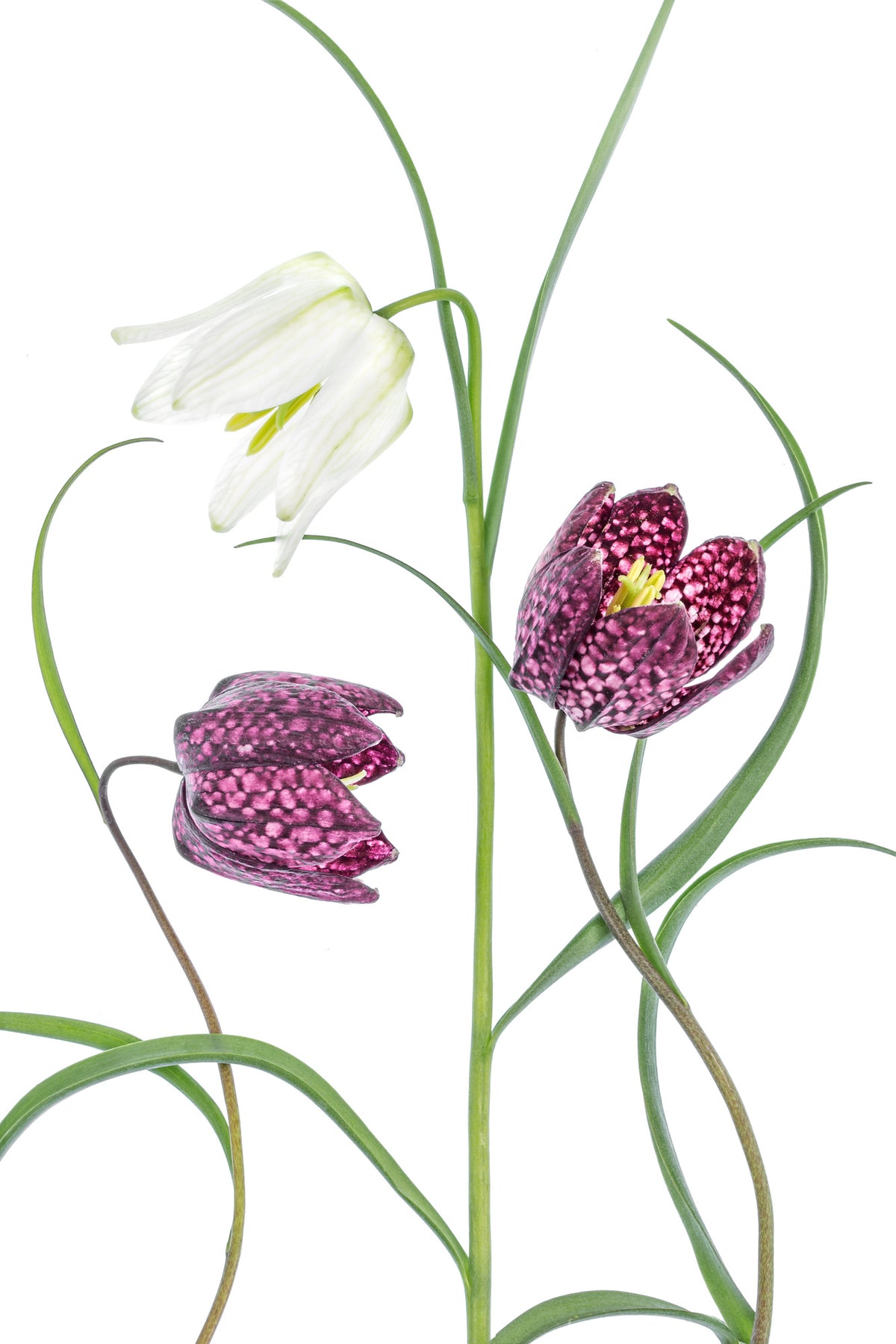 canvas-print-snakes-head-fritillary