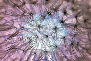 3-piece-canvas-print-dandelion-in-the-light-play
