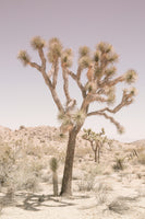 aluminium-print-desert-serenity-2