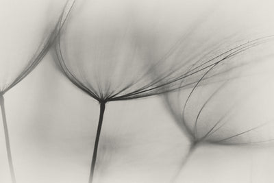 poster-print-tragopogon