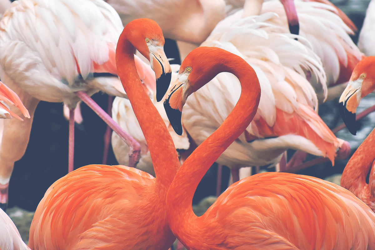 framedcanvas-print-colorful-flamingos