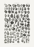 framedcanvas-print-sealife-iii