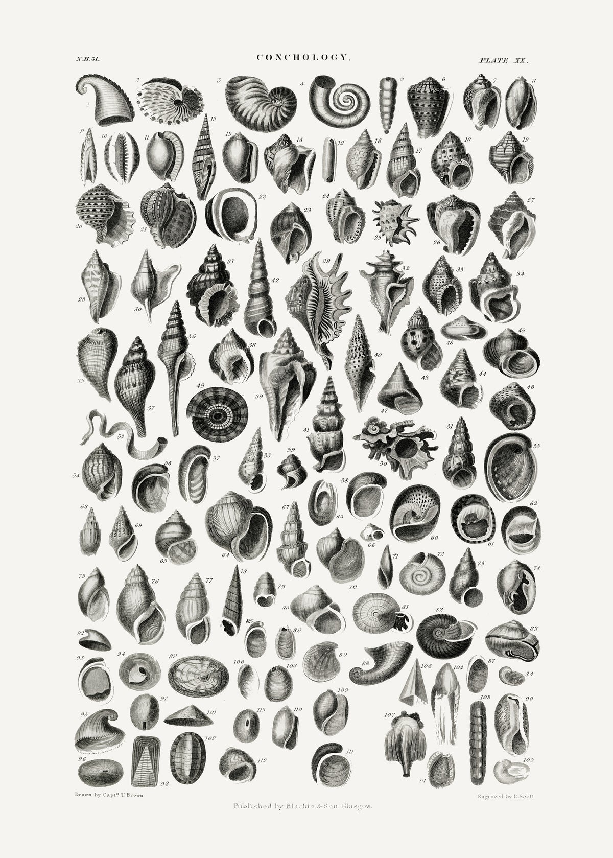 framedcanvas-print-sealife-iii