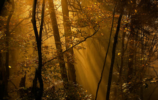 modern-3-piece-aluminium-print-morning-rays