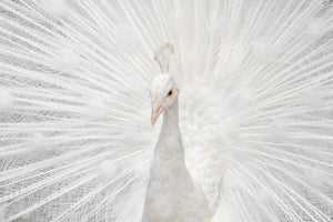 aluminium-print-splendid-whitie