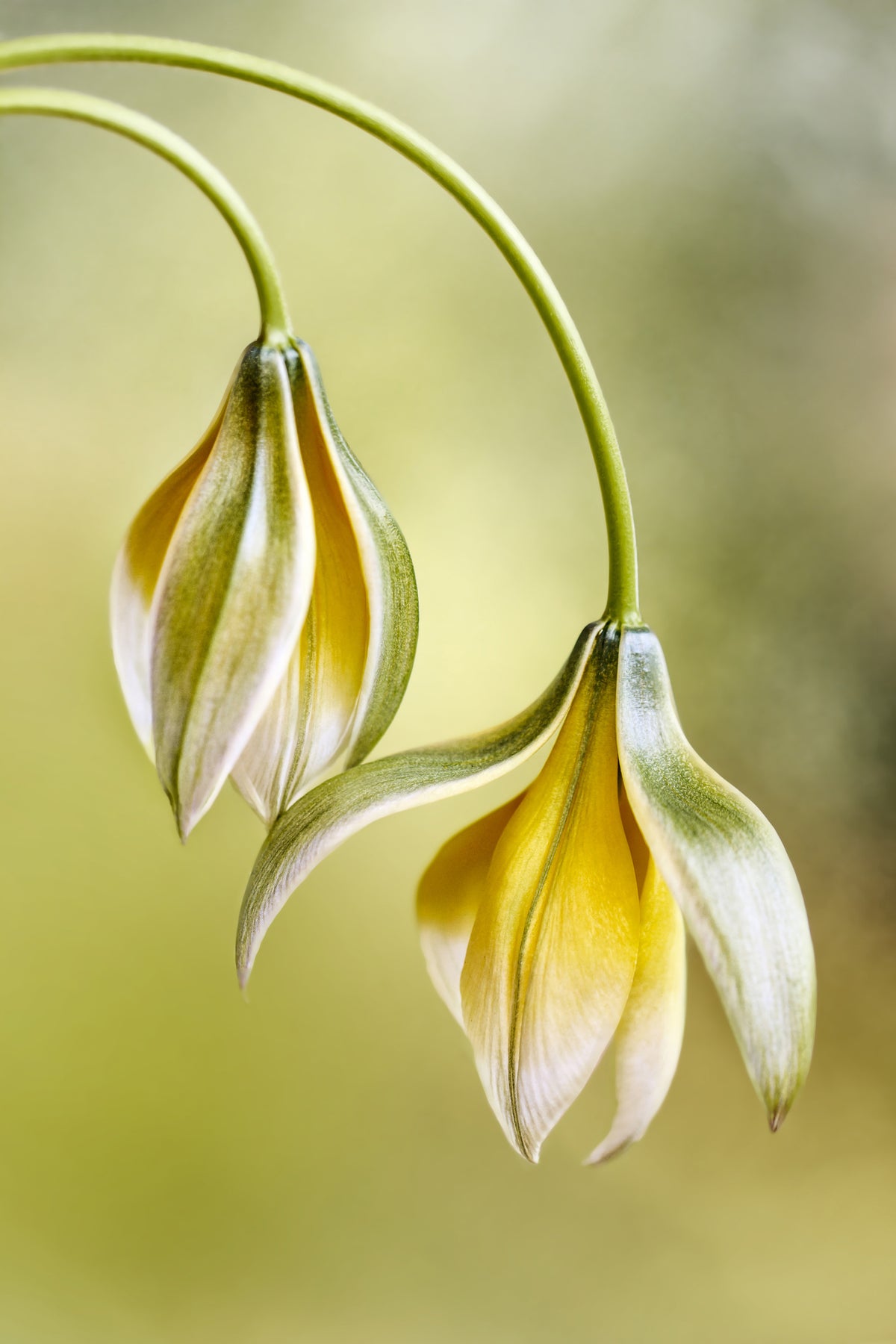 canvas-print-tulipa-x