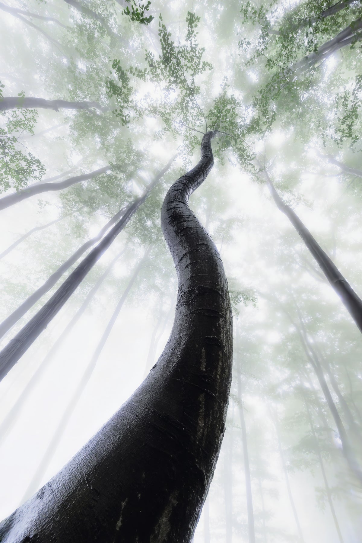 framedcanvas-print-shapes-of-the-tree