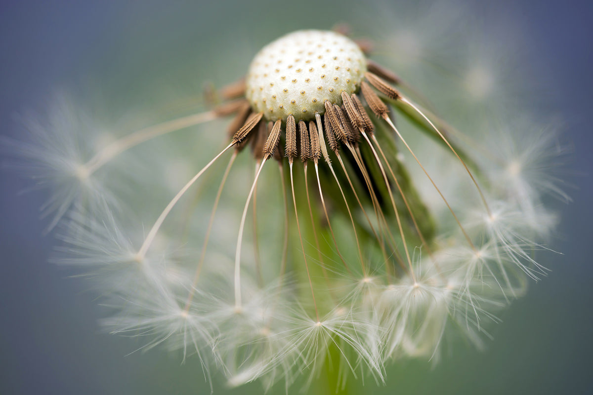 modern-3-piece-aluminium-print-dandelion-close-up