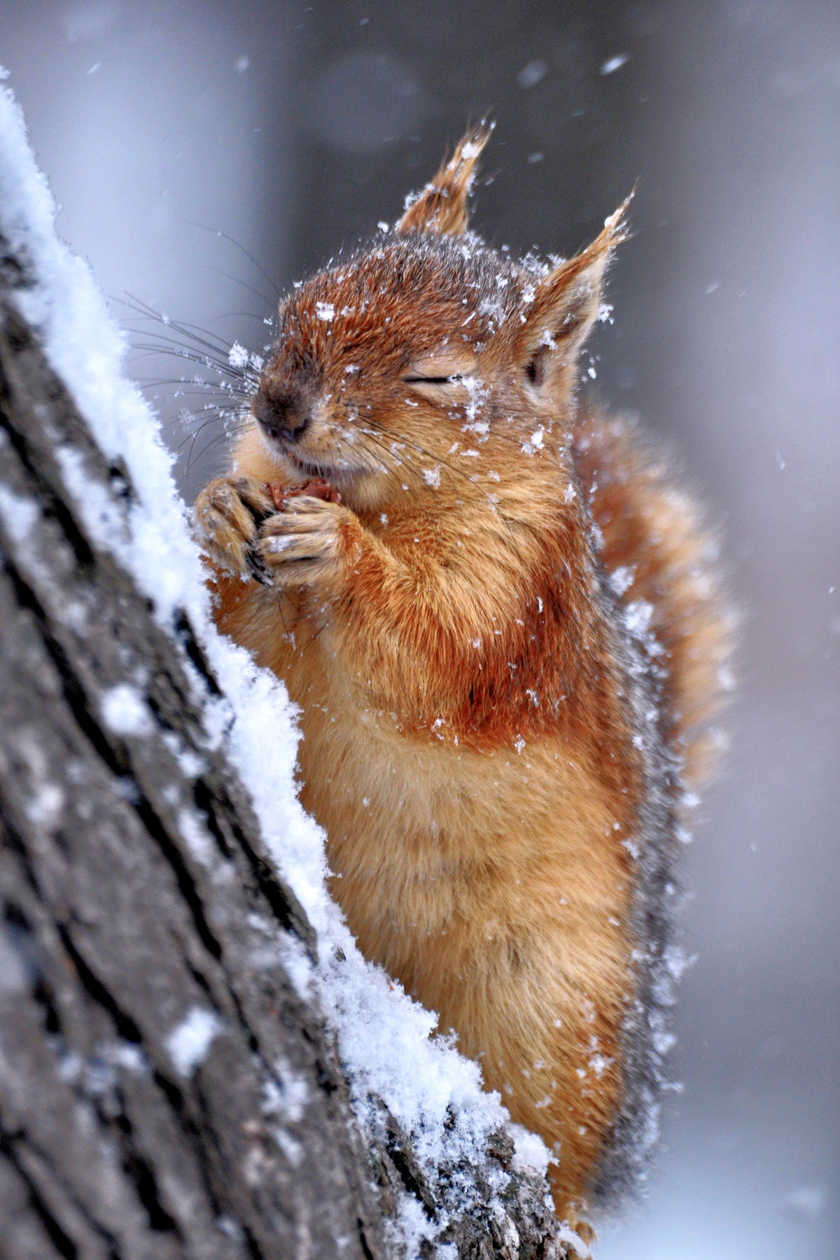 aluminium-print-winter-xwg