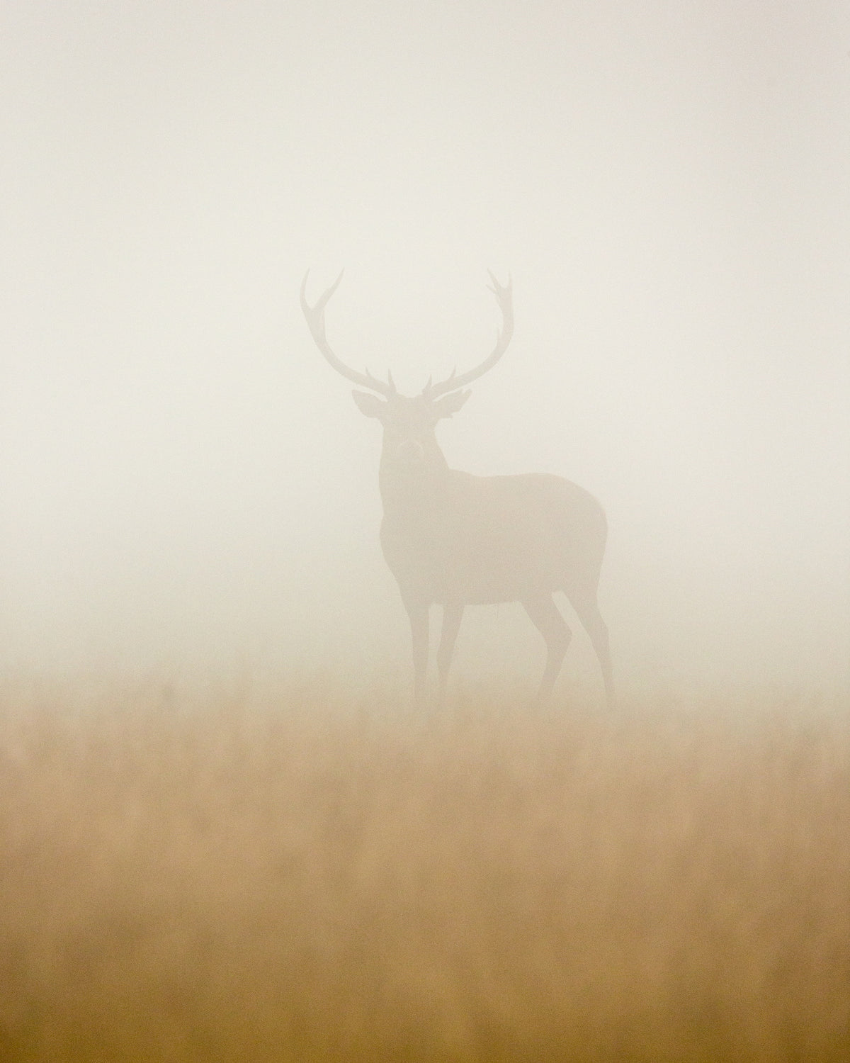 poster-print-ghost-stag