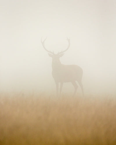 poster-print-ghost-stag